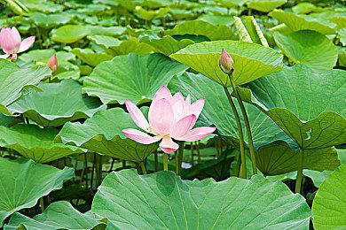 官宣：《宝可梦：朱＆紫》将于明晚22点公开新情报